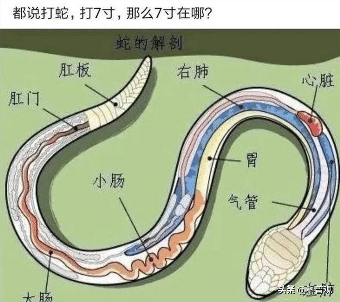 又是蛇！江西老人在被窝里摸到蛇，这种情况该如何处理？