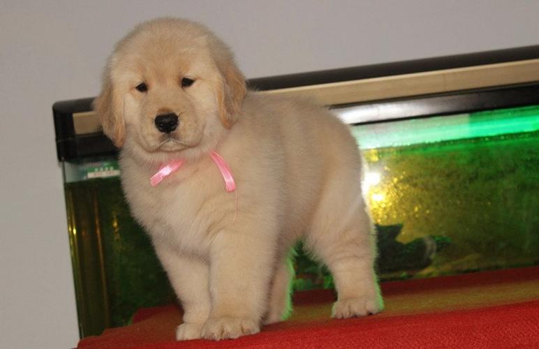 串串金毛和纯种金毛,金毛纯种和串串的区别