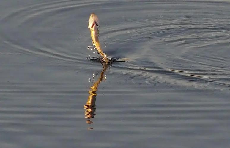 写涟漪最经典的古诗词,涟漪唯美诗句大全