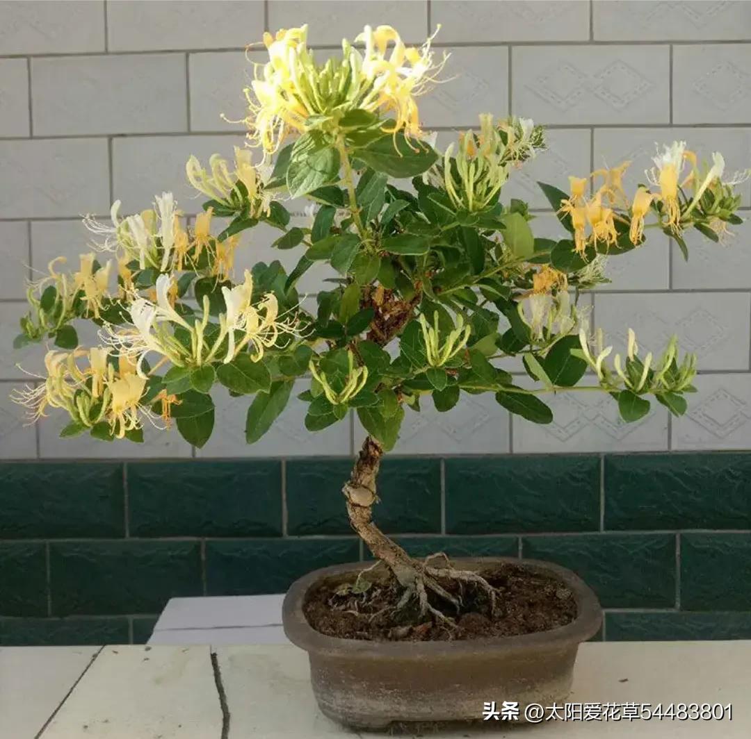 如何理解人养花一时花养人一生,家里养这10种花越养越健康