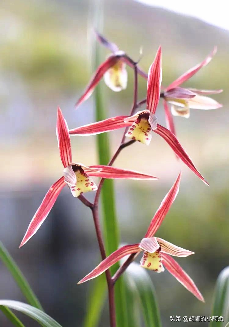 雪中兰花图片,兰花四季兰最好最香的品种