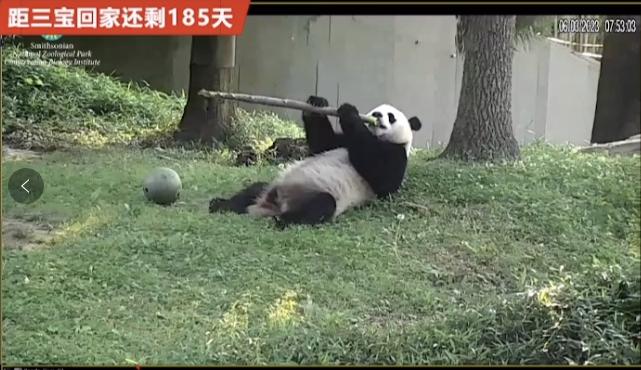 6.3日小奇迹崽崽:快给本崽崽多多上供能吃的竹子和竹笋