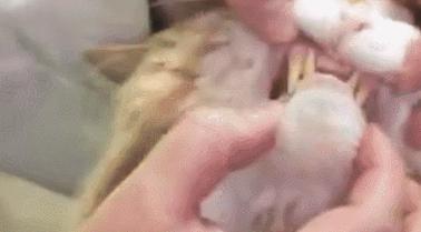 猫咪吃东西被噎住,猫咪吃东西卡住怎么救