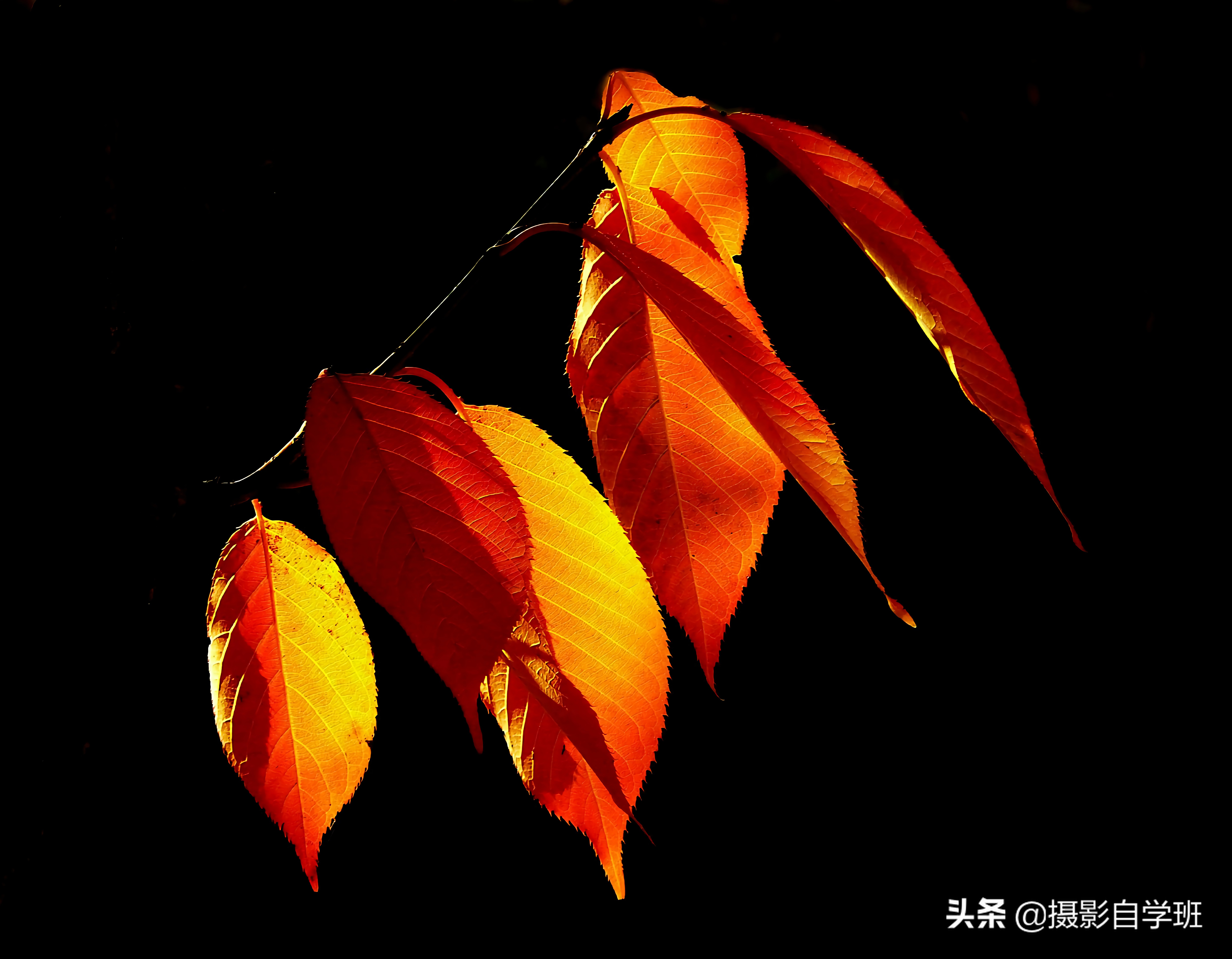 叶子怎么拍人出高级感,叶子怎么拍高级