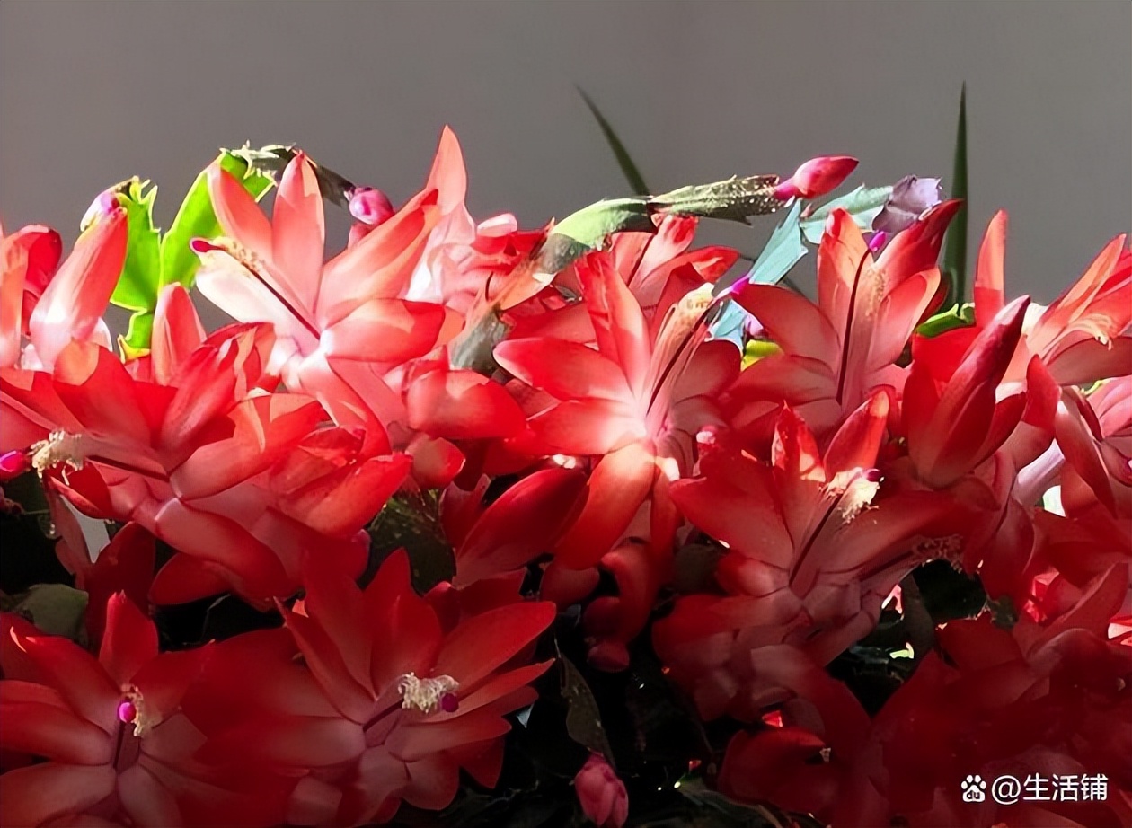 蟹爪兰烂根最好的处理方法,蟹爪兰烂根的补救方法和注意事项