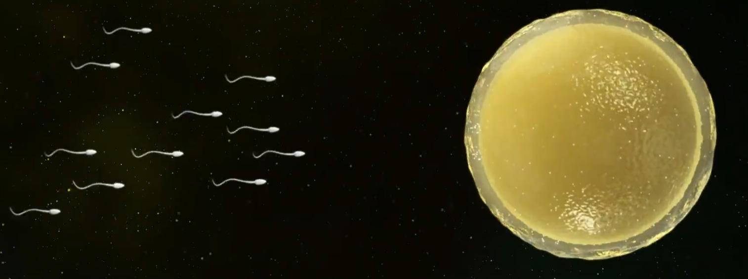 精子进入人体1小时变化,精子进入人体24小时变化