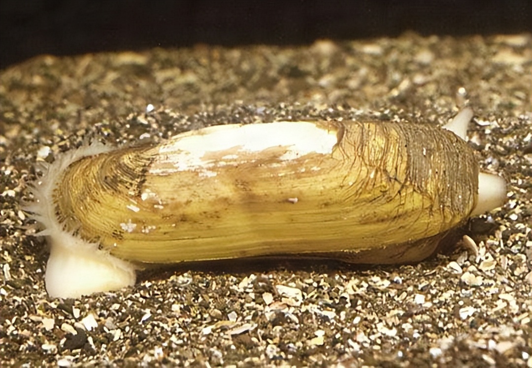 蛏子怎么入药,中药古今研究视频