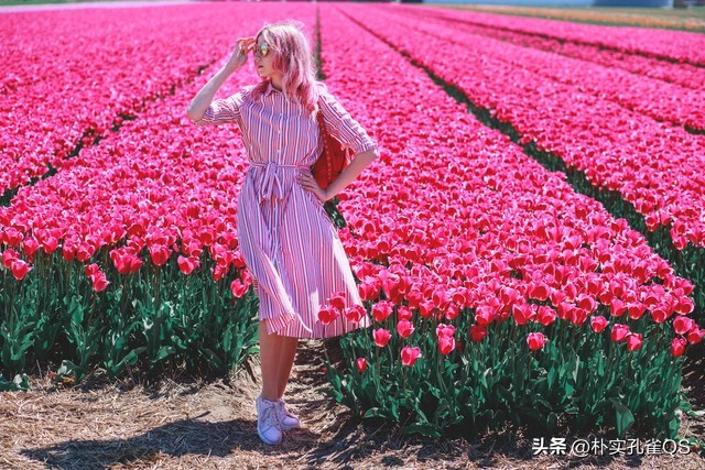 郁金香迫击炮,郁金香的养殖方法