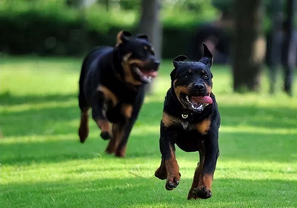 罗威纳百科全书,罗威纳犬训练教程