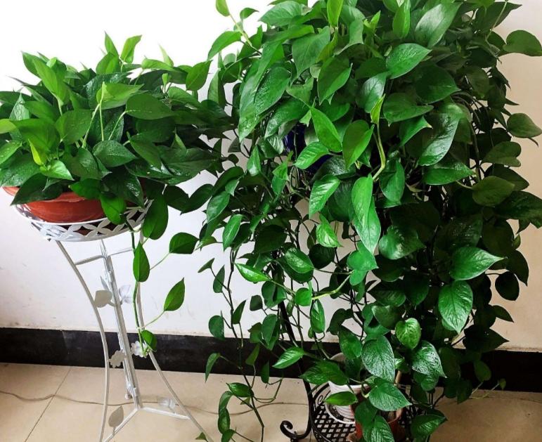 这十种花会招来鬼家里千万别养,家里养3种花忌讳