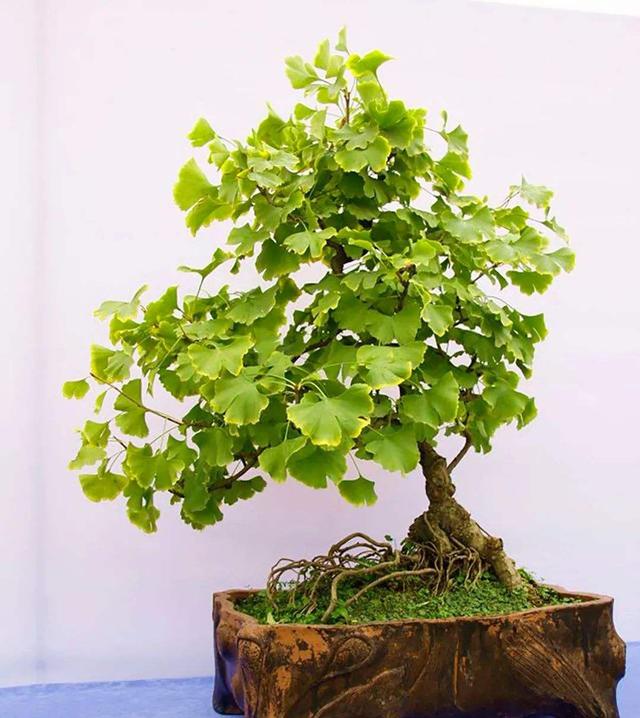 客厅有树十有九福,家中有树十家九富