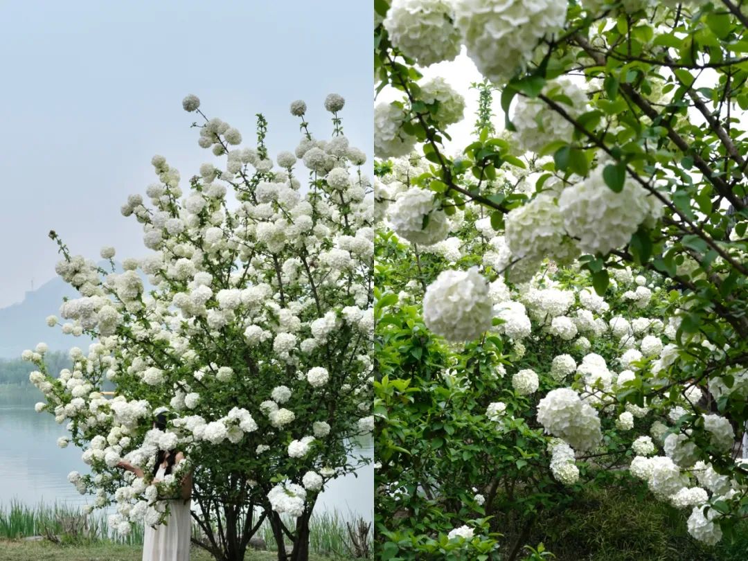 听我的，四月的杭州才是浪漫天花板。