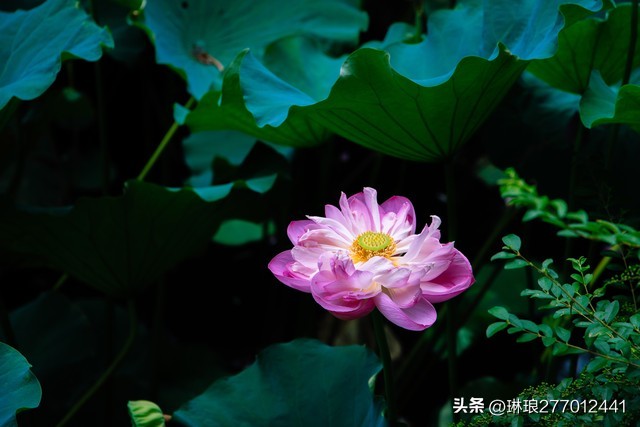 荷花是一种优雅高洁的美,荷花之美在于淡雅