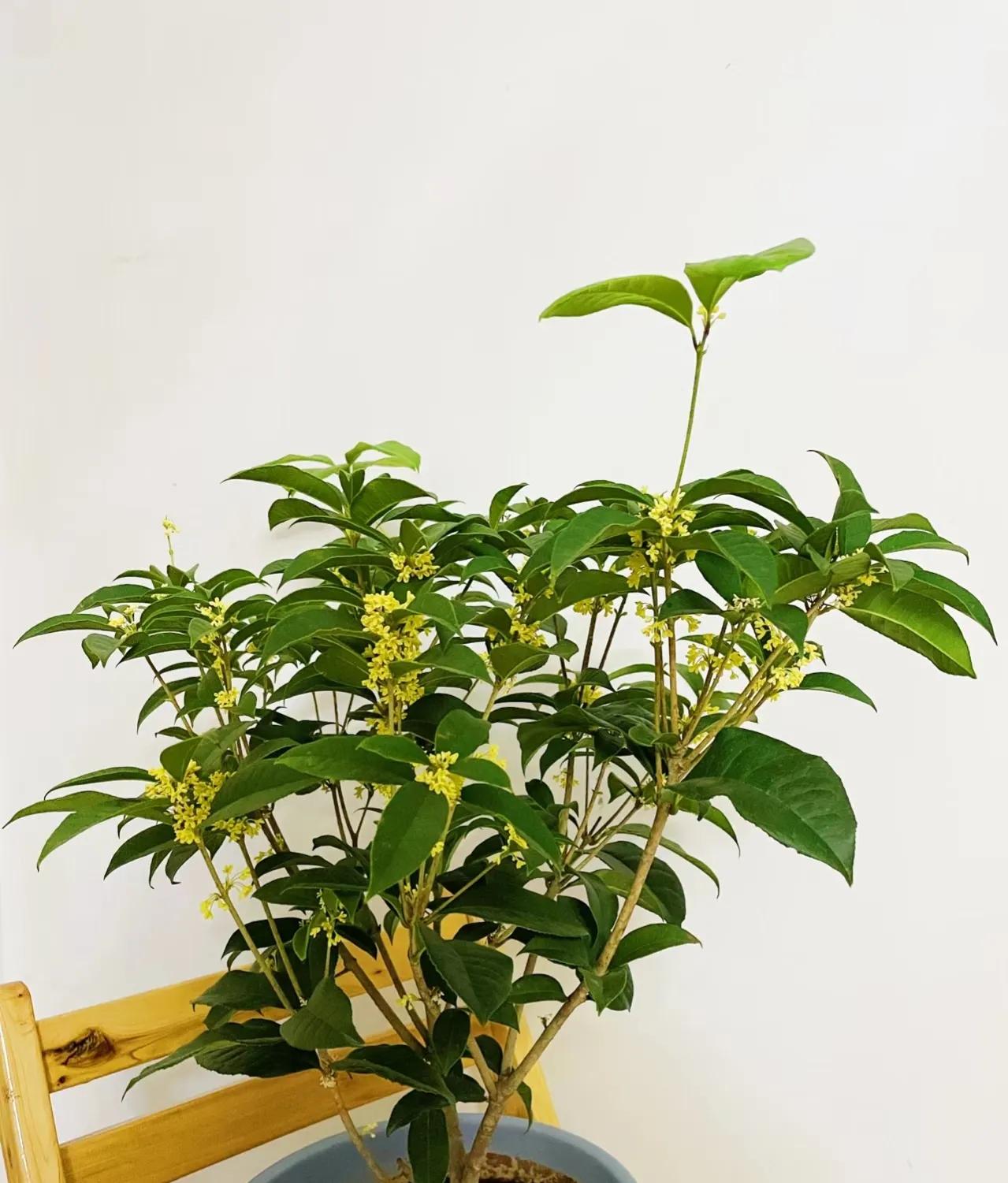 俗语“屋里有三花，非富即贵家”，说的是什么花？看你家有没有？