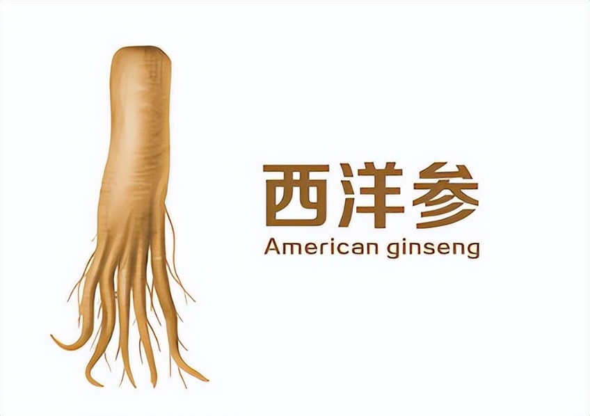 正确吃西洋参有哪些禁忌,用西洋参有哪些注意事项