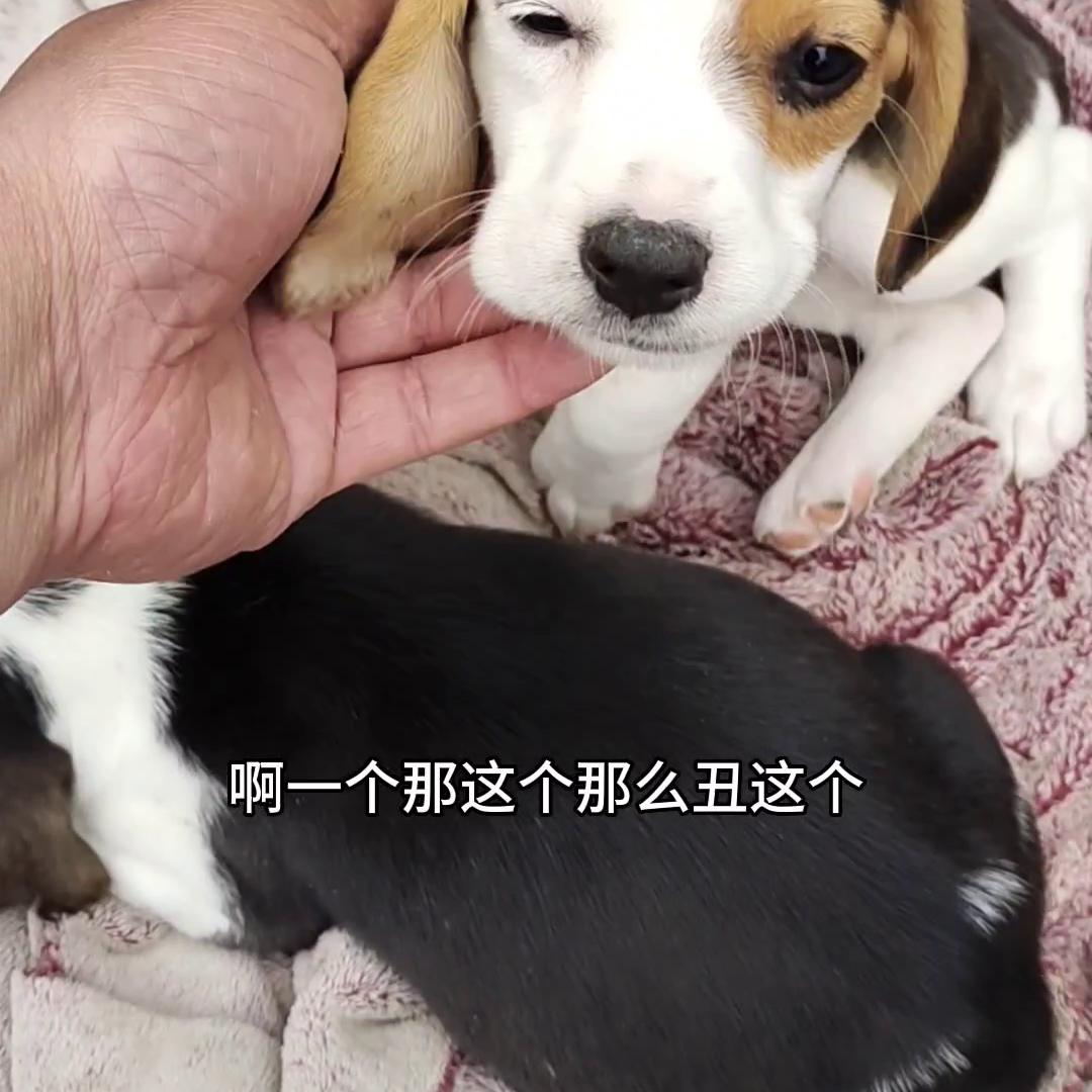 比格犬vs比格犬,狗市三百元拉布拉多