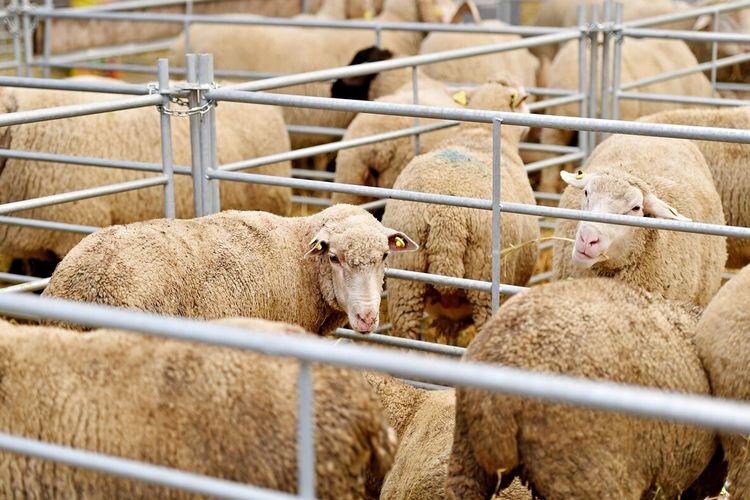 养羊人必须了解的养羊知识,养羊高手总结的养羊常识