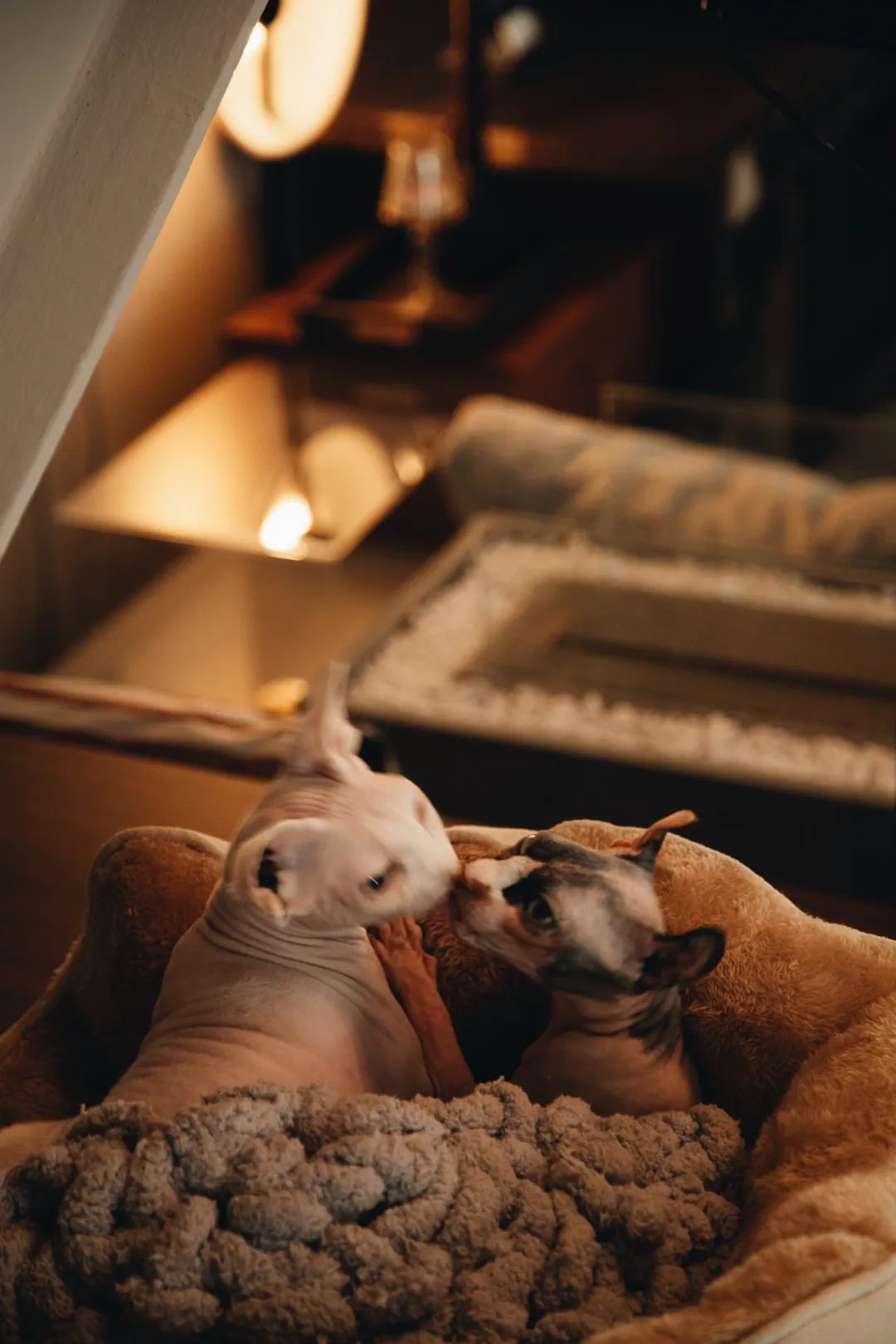 他花300万，把北京出租屋改成梦想的家，只住5年