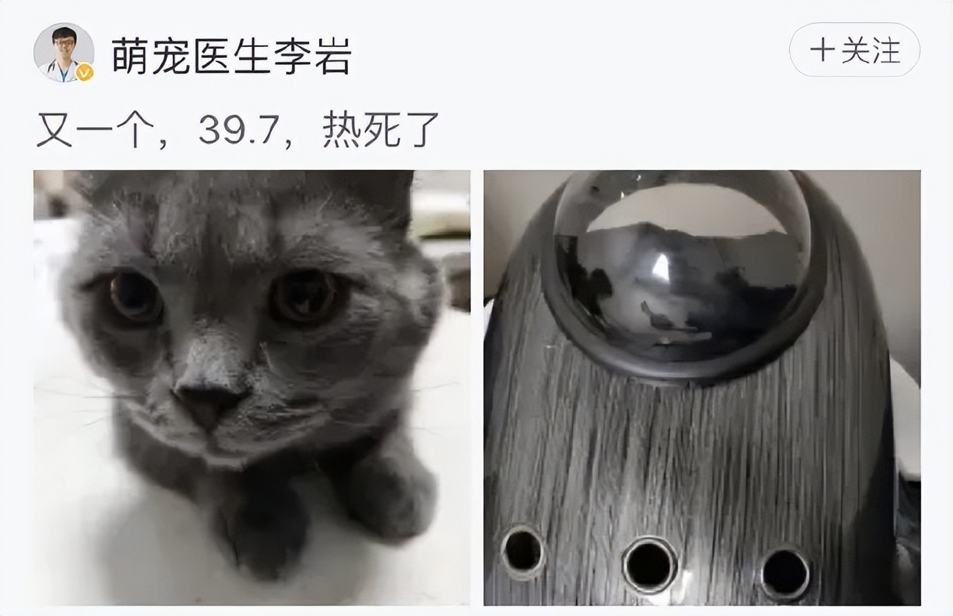 害死猫的网红饰品,盘点那些被人害死的网红猫