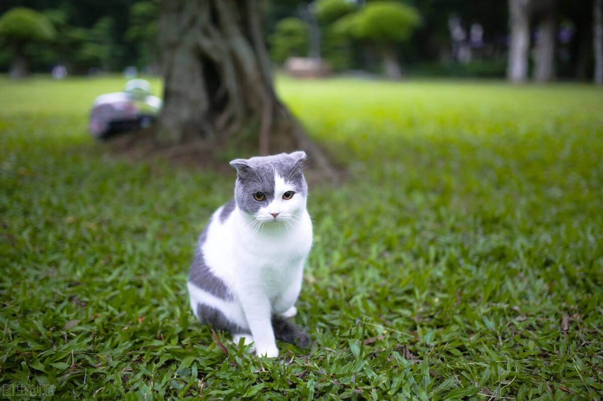 夏季来临，被跳蚤、蜱虫感染后要怎么办？铲屎官们看过来