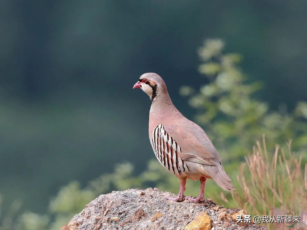 omg眼影青蓝紫 (omg眼影)