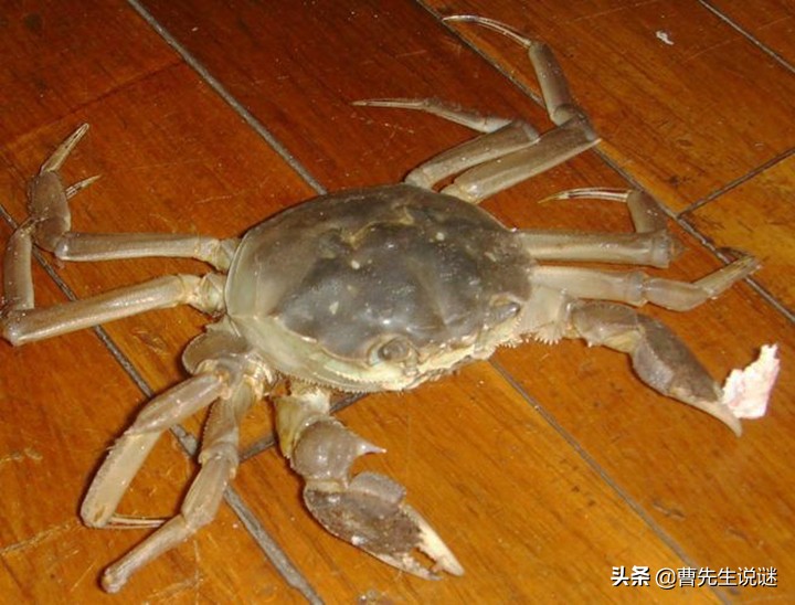 螃蟹爪子断了要怎么办,螃蟹爪子掉了是死蟹么