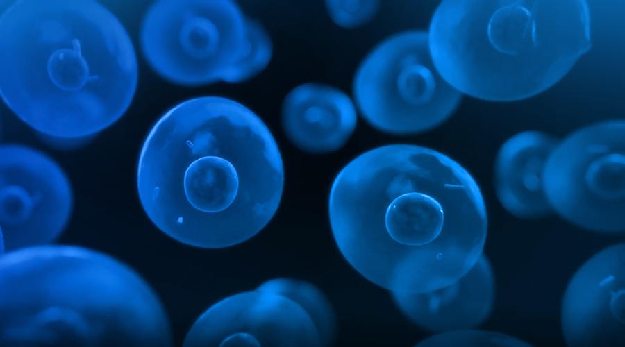 蓝藻球菌的完整细胞MALDI-TOF质谱分析，用于分类和鉴定标记蛋白