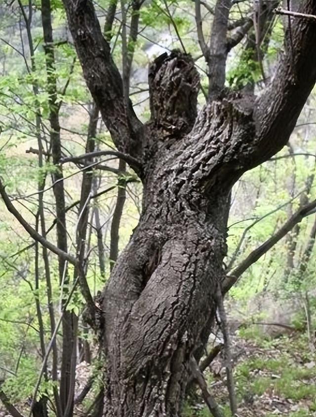 传闻中“女人树”你见过吗?果实神似女人,为何当地人不敢食用?