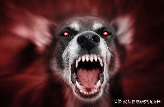 被狗咬了太可怕,被狗咬了才知道疼