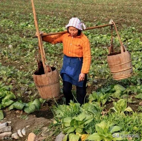 饼肥和什么混合,饼肥和土壤混合