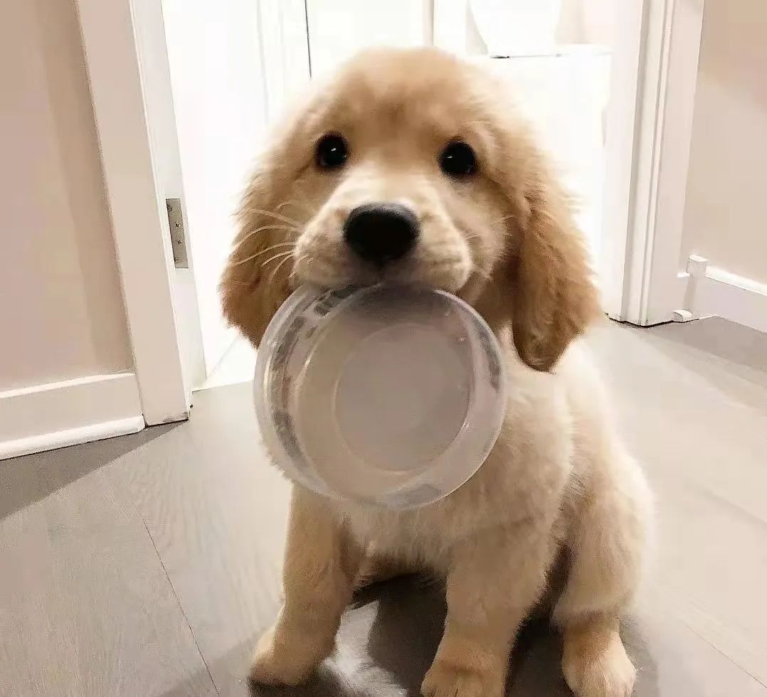 狗狗一只眼睛有脓状分泌物怎么治,狗狗尿里有脓状分泌物