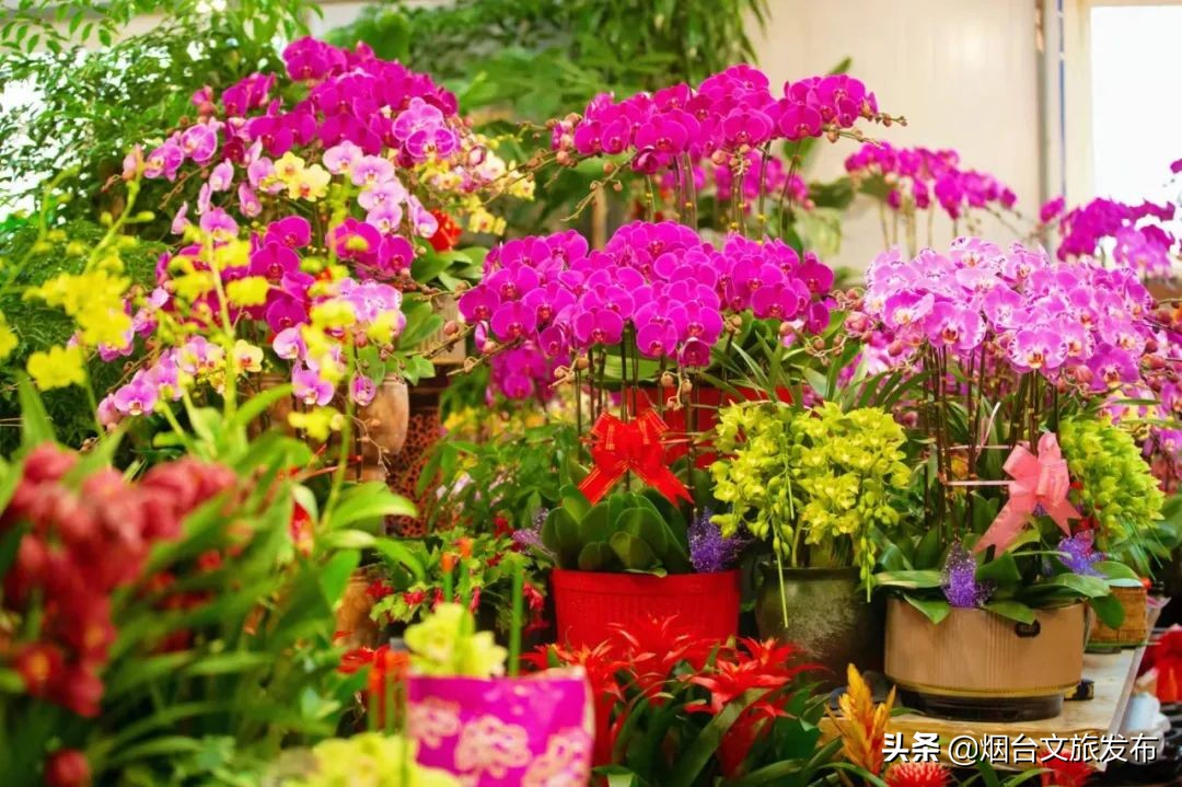 烟台祥和花鸟市场,烟台花鸟市场