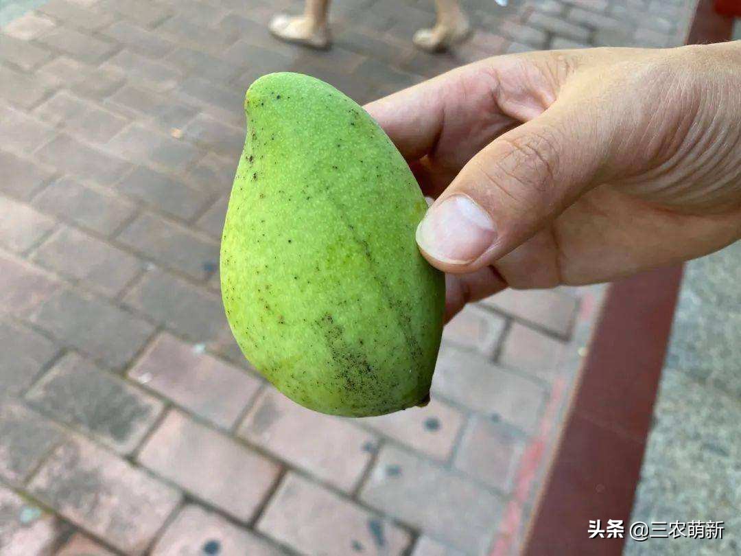 路边上的芒果千万别摘,树上种的芒果好吃吗