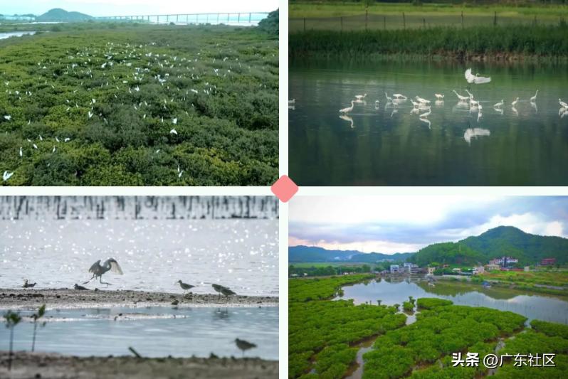 春季国内观鸟热门地,这份观鸟地图请收好