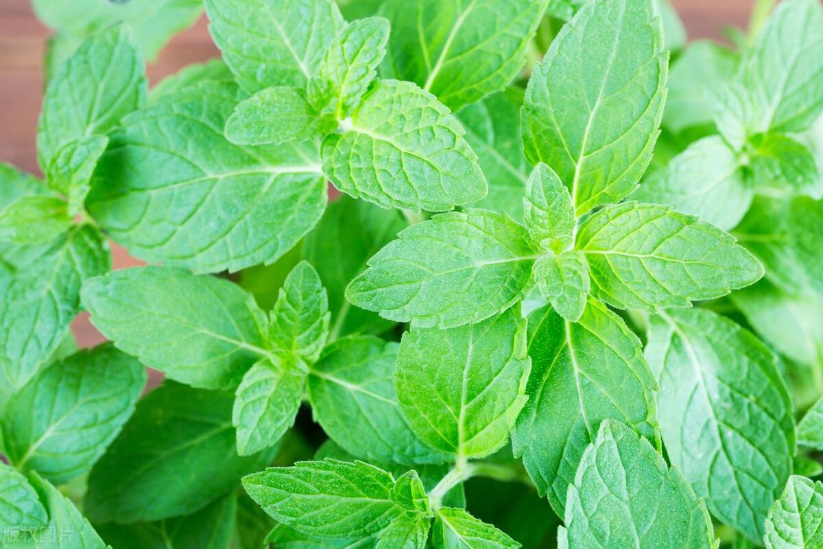 薄荷上长满绿色的小虫子怎么办,薄荷长了好多蚂蚁怎么办