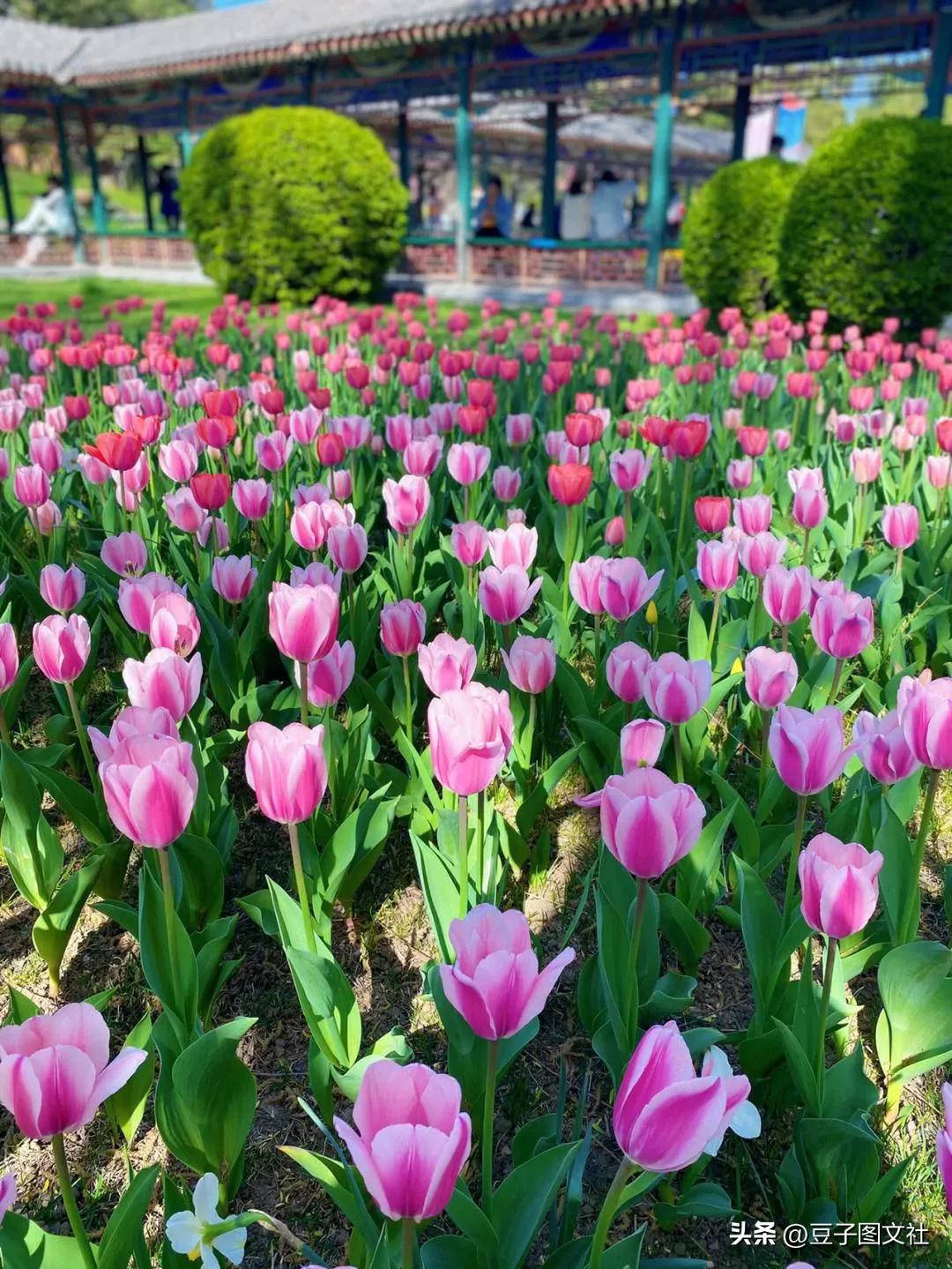 郁金香的花貌和郁金香的花语,各种颜色郁金香的花语是什么