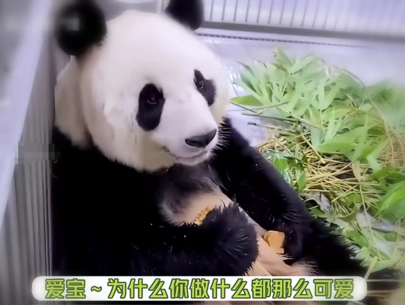 爱宝对姜爷爷有多信任,爱宝对姜爷爷的信任