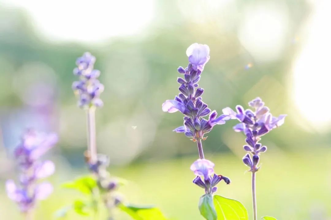 浙江大学中国最美校园,浙江大学玉泉校区校园