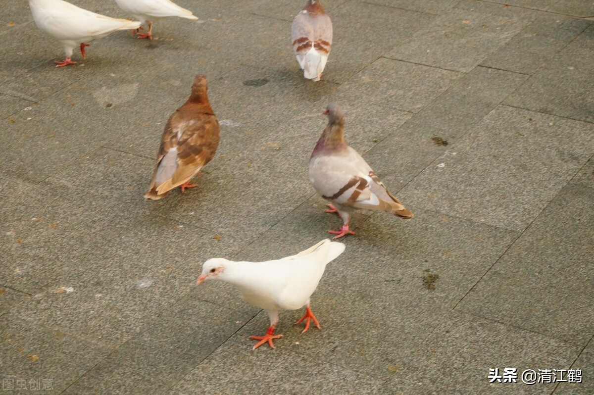 鸽子喂饲料的正确方法,鸽子养殖喂多少饲料好一点