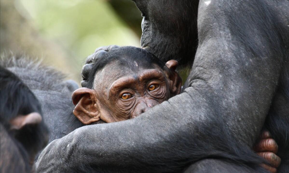 人类褪去周身毛发，为什么仅存头发、腋毛、阴毛？这是个谜