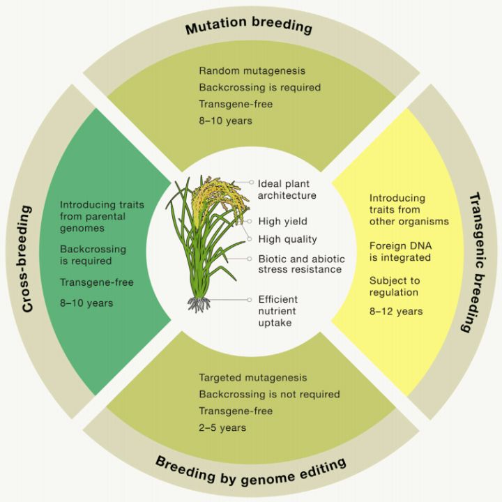 5g研发的过程,5g种植