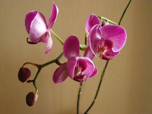 春夏之交，越来越多的花含苞欲放，这一百种娇媚蓓蕾真是美不胜收