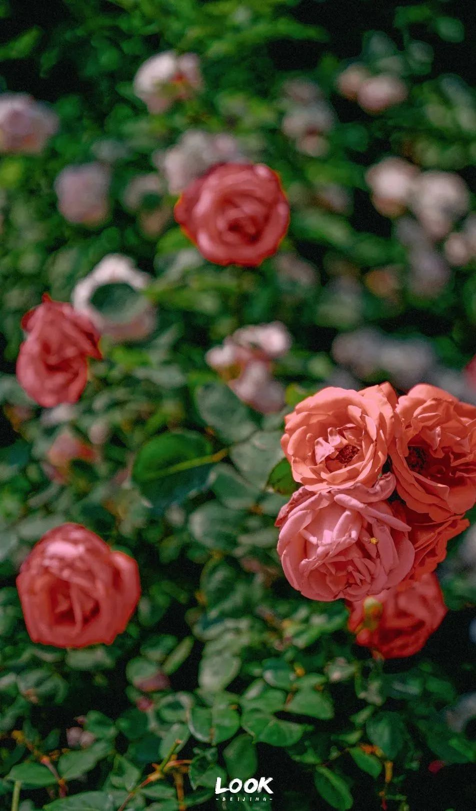 北京居庸关花海栈道,北京四季花海景区