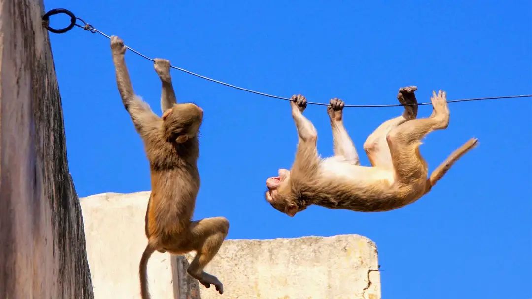 monkey是什么东西,monkeybusiness是什么