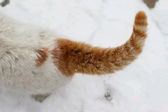 猫尾巴断了露出骨头怎么处理,猫尾巴被压断了能自愈吗