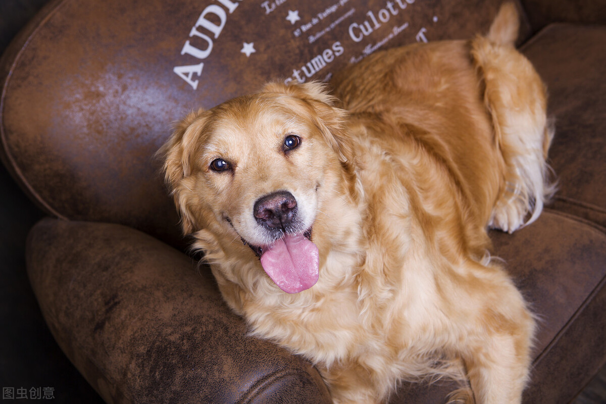 狗狗一直哼唧呕吐吐黄黄的液体,狗狗呕吐黄色粘稠液体吃什么药