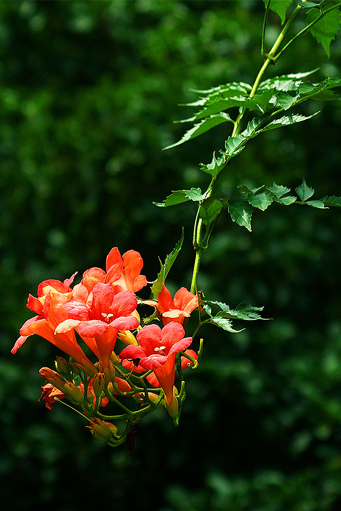 适合春季赏花的花,视觉盛宴五种赏花名花供您选择