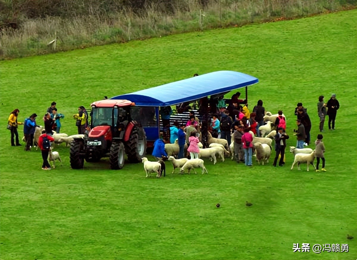 大洋洲旅游,新西兰罗托鲁瓦湖旅游攻略