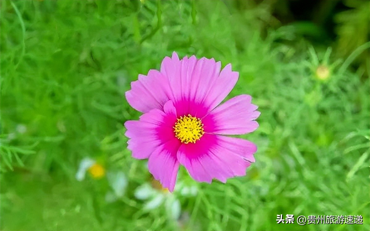 贵阳十里河滩湿地公园,贵阳八月花海