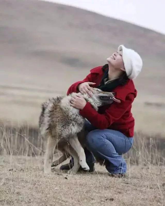 野狼跑上公路被车撞，司机花4万把狼治好，放生时，狼下跪致谢